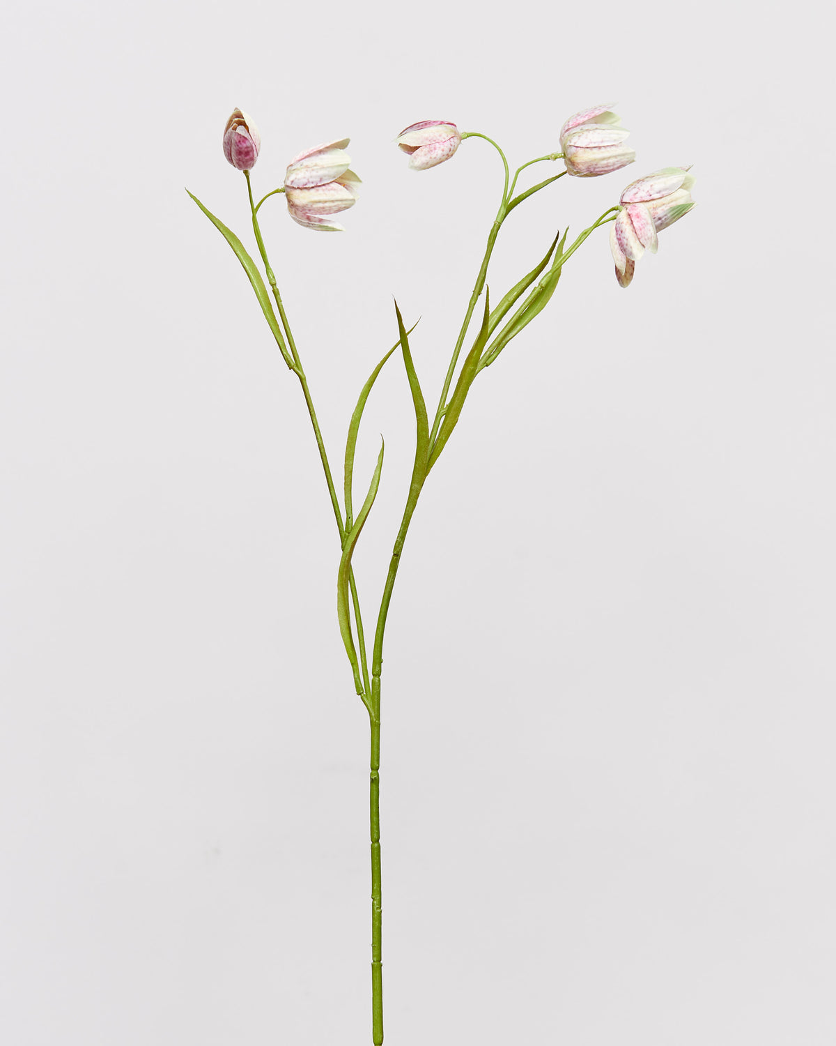 FRITILLARIA - CREAM/PINK