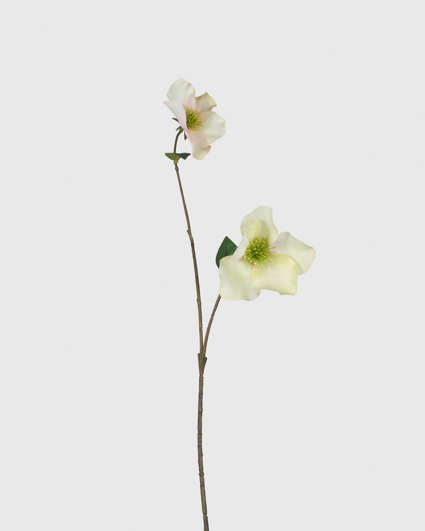 Helleborus