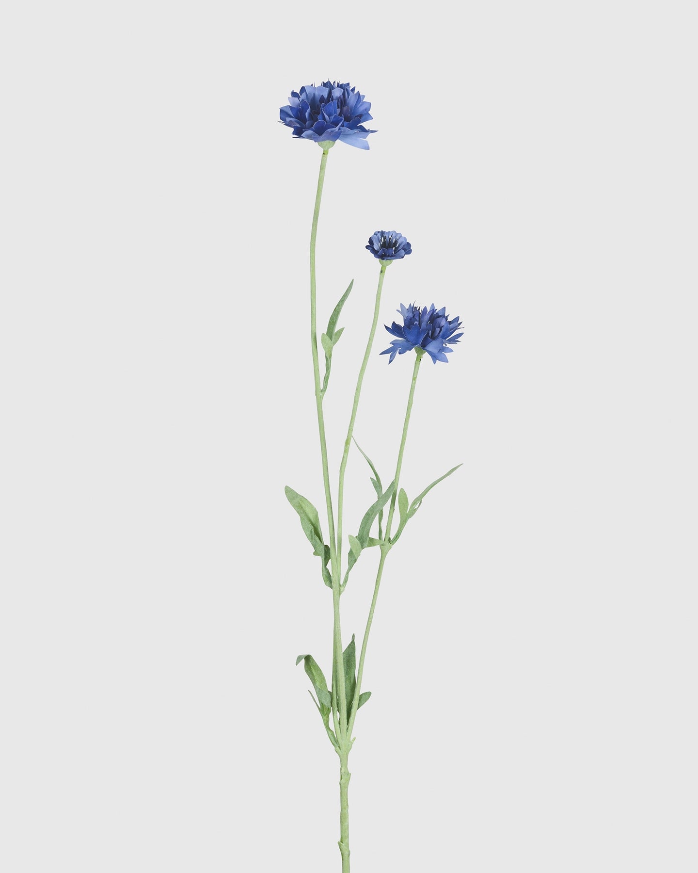 Cornflower - Blue