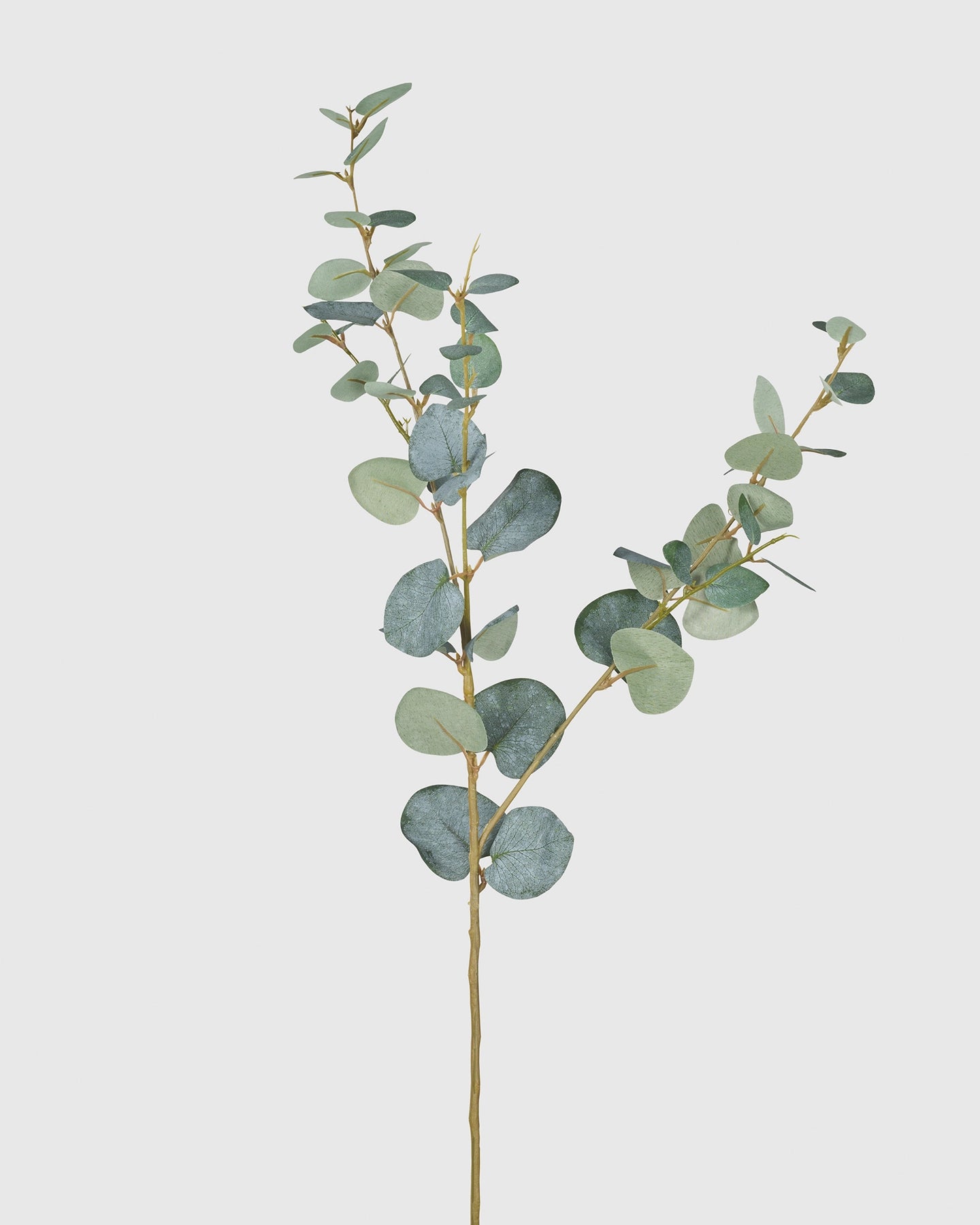 Eucalyptus