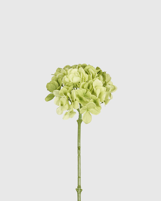 Hydrangea Light Green