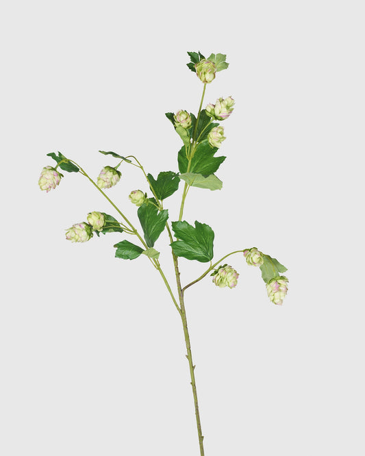 Hop - Lavender Green