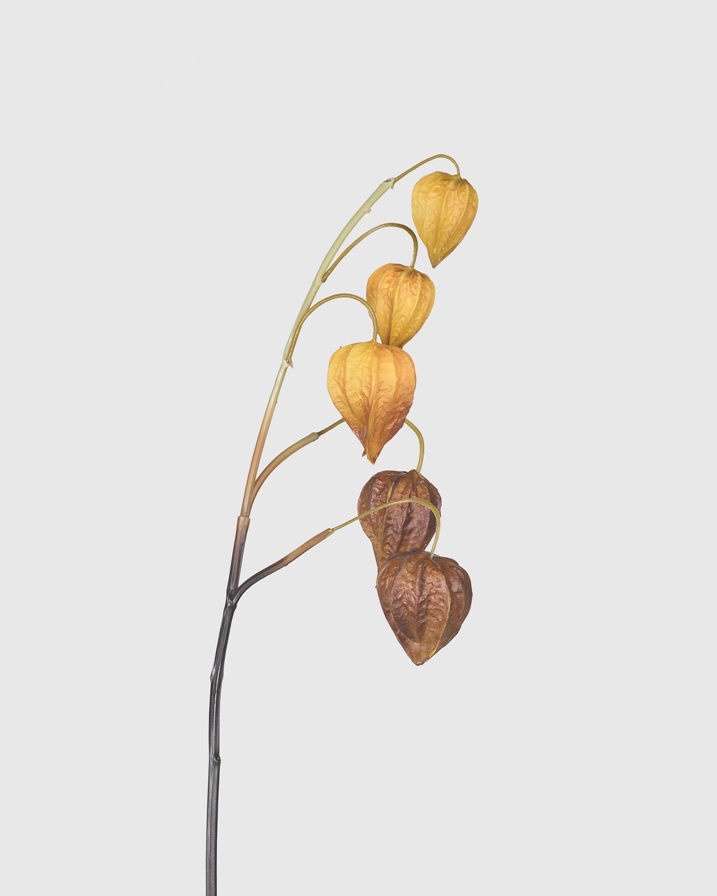 Physalis - Brown