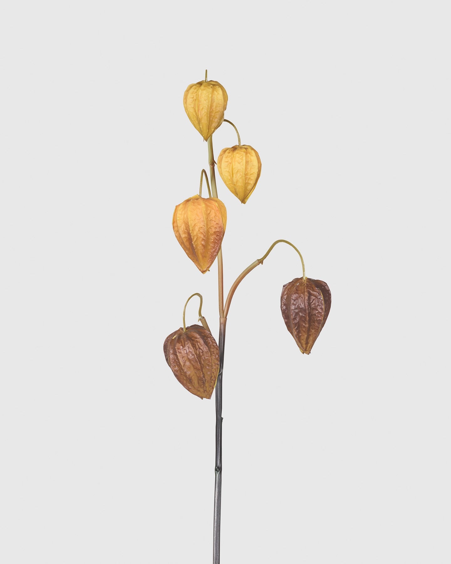 Physalis - Brown