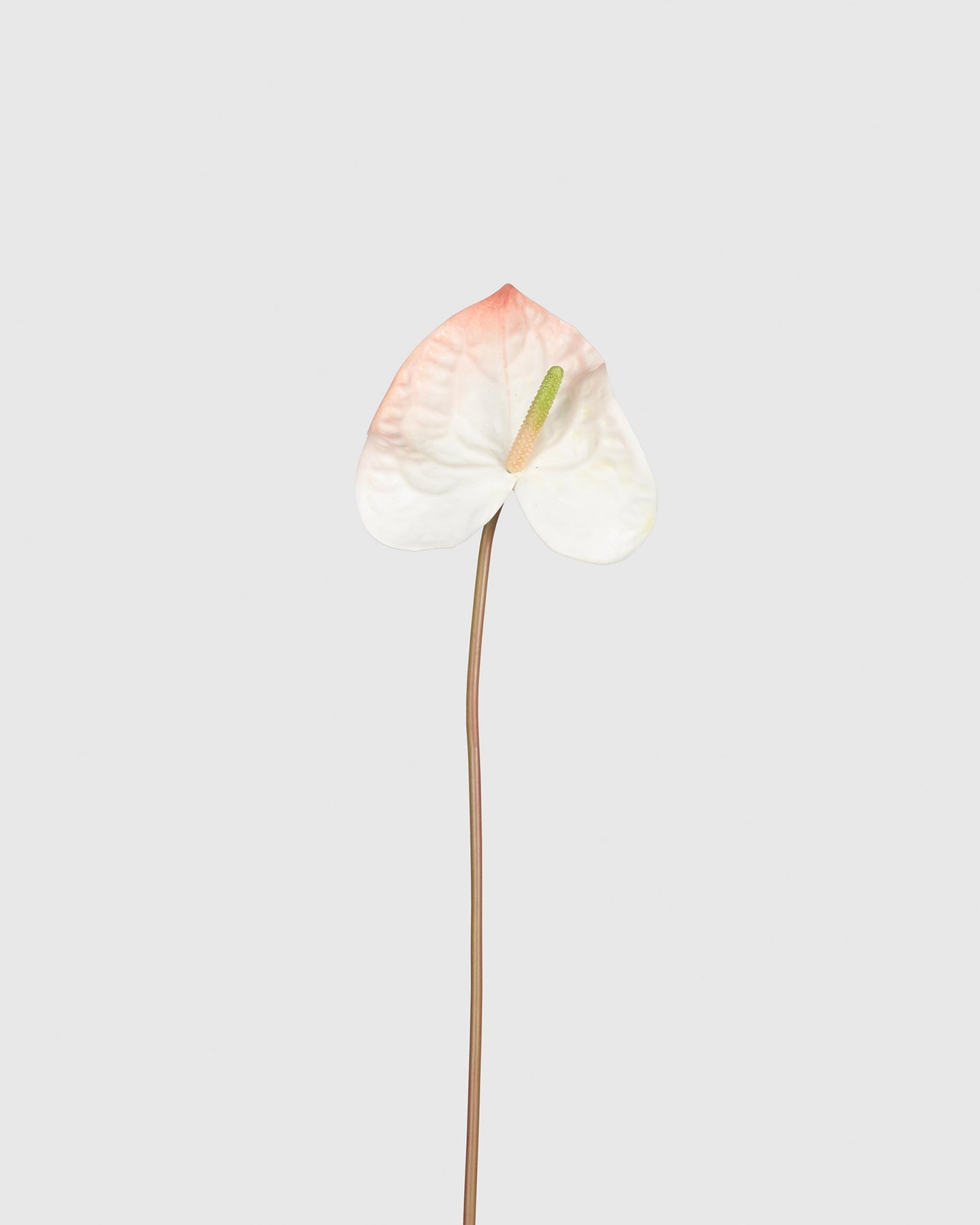 Anthurium - Soft Pink White