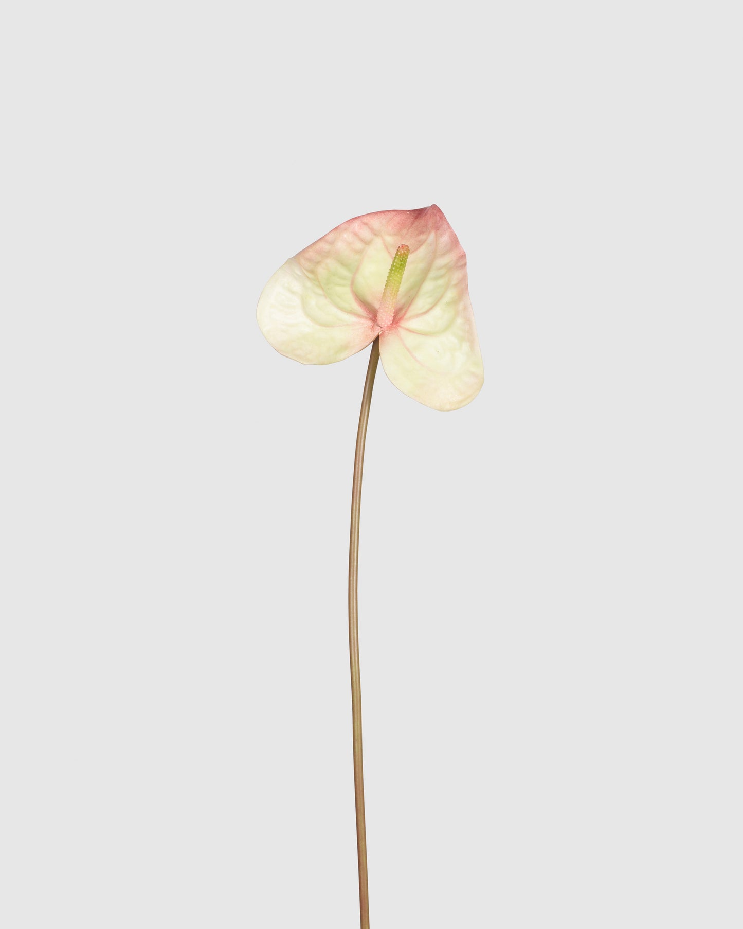 Anthurium - Champagne Pink