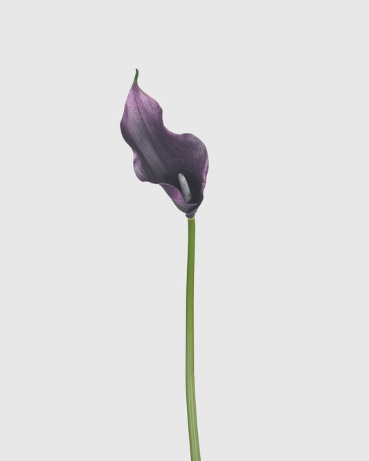 Calla Lily - Dark Purple