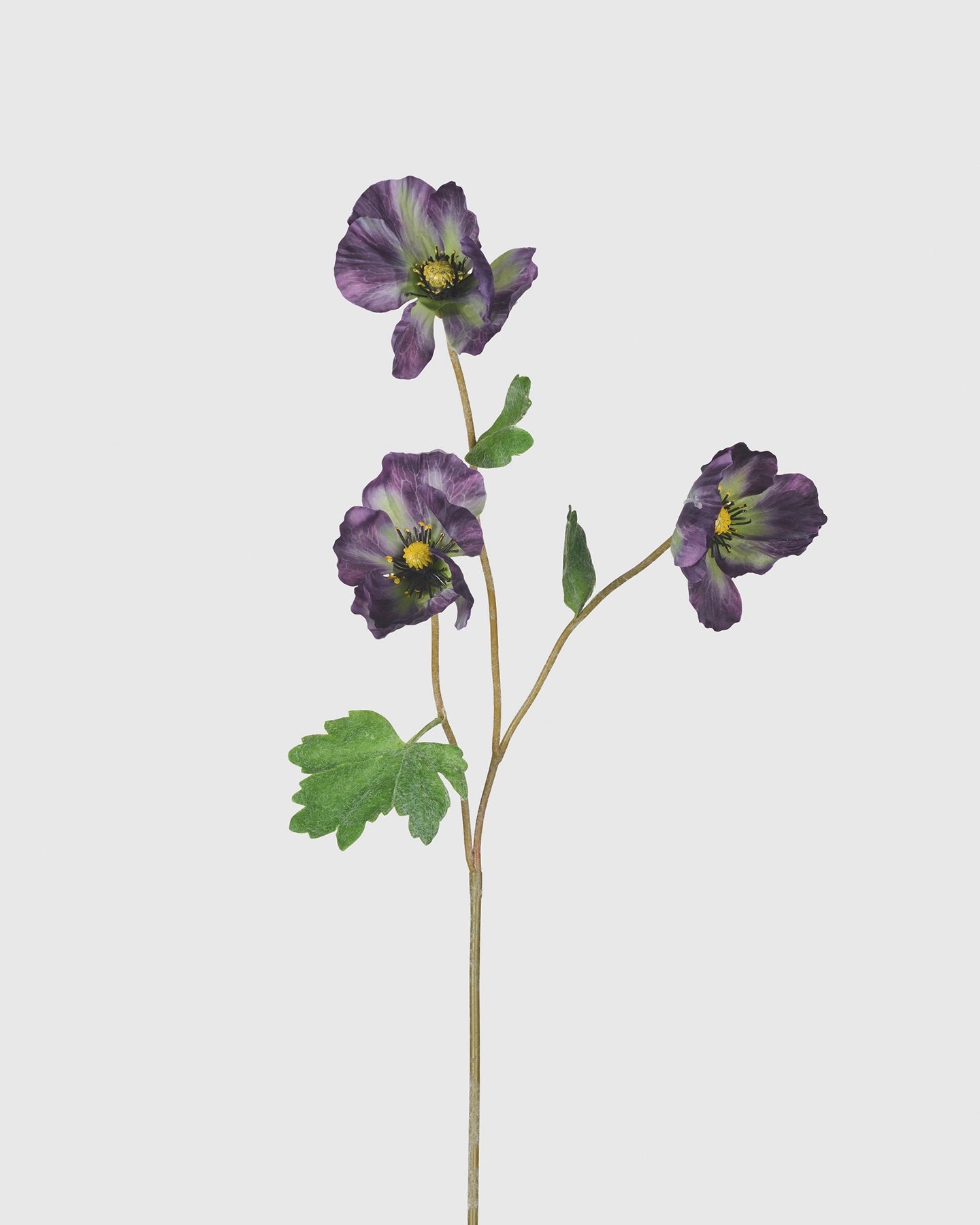 Poppy - Dark Purple