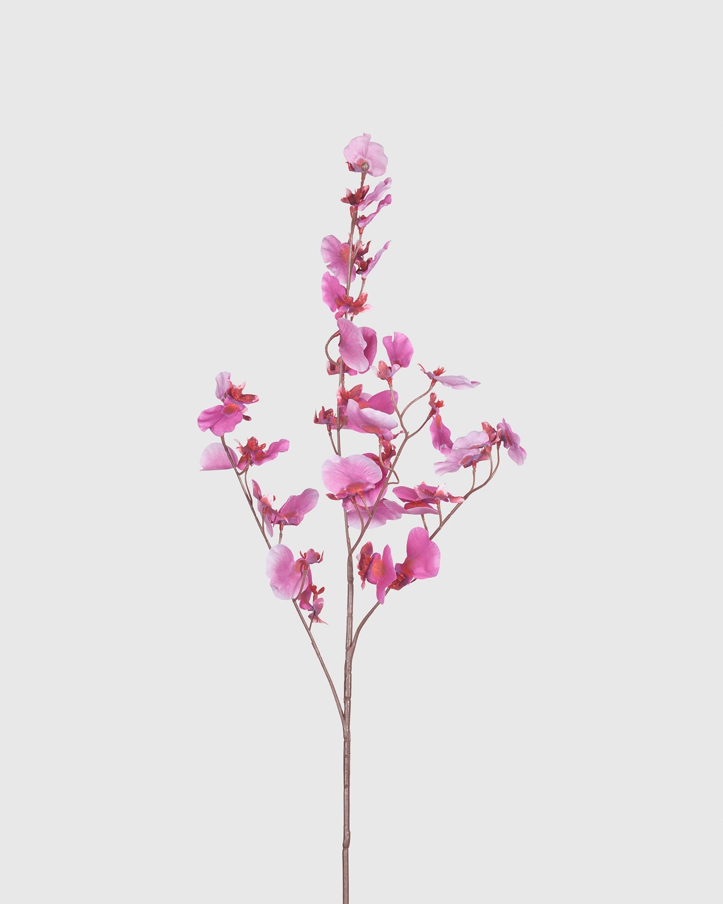 Dancing Orchid - Pink