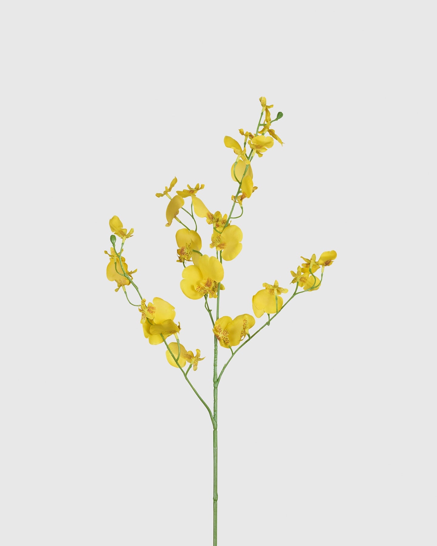 Dancing Orchid - Yellow
