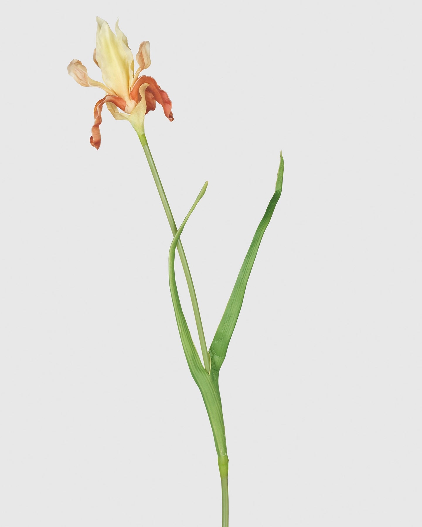 Louisiana Iris - Flame Orange