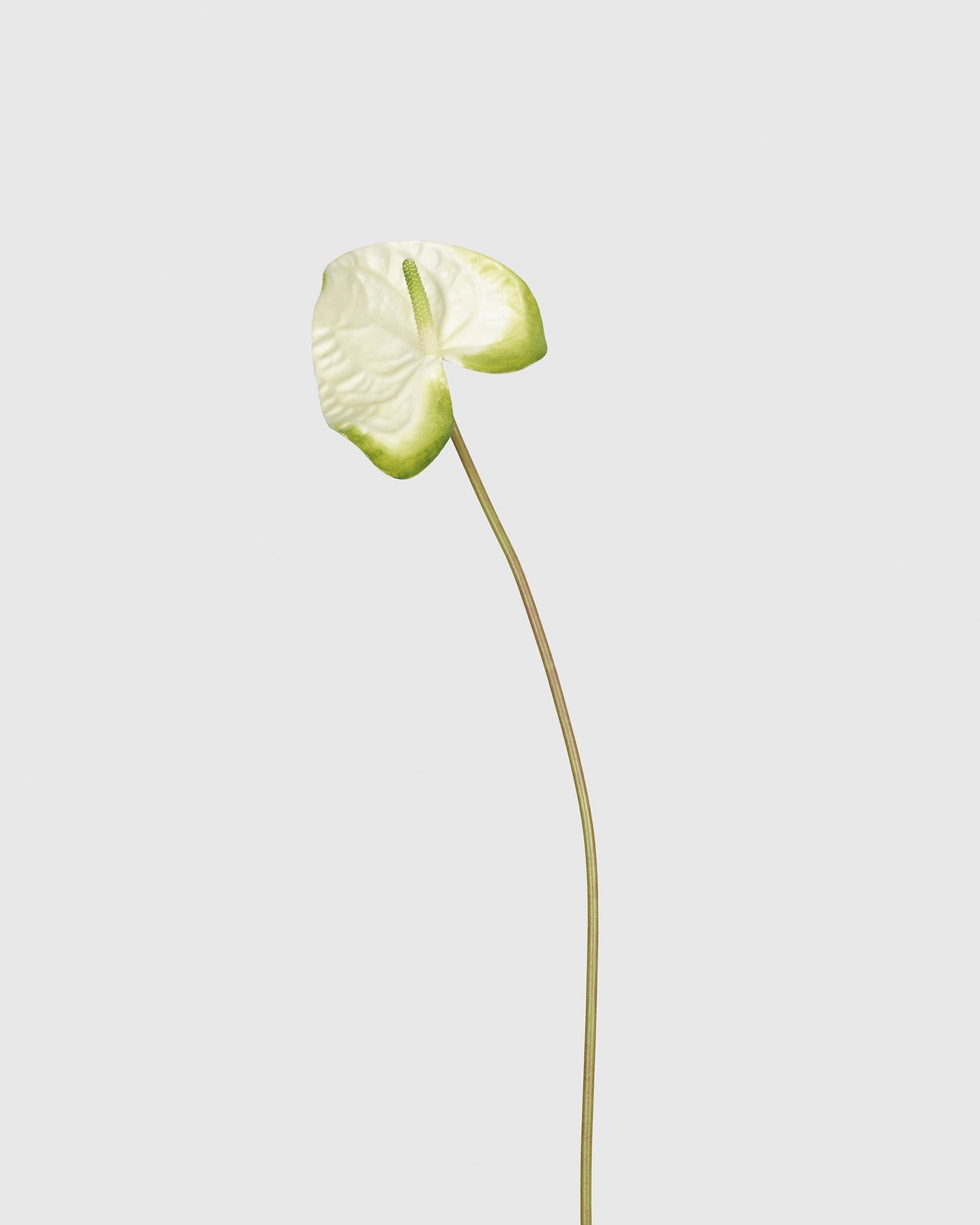 Anthurium - Spring Green
