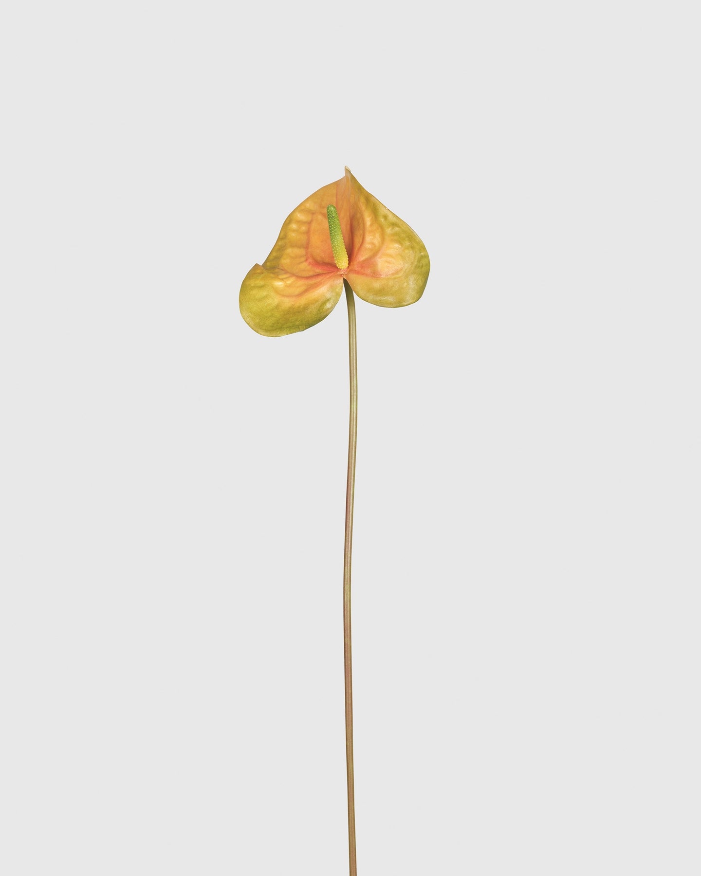 Anthurium - Orange Green