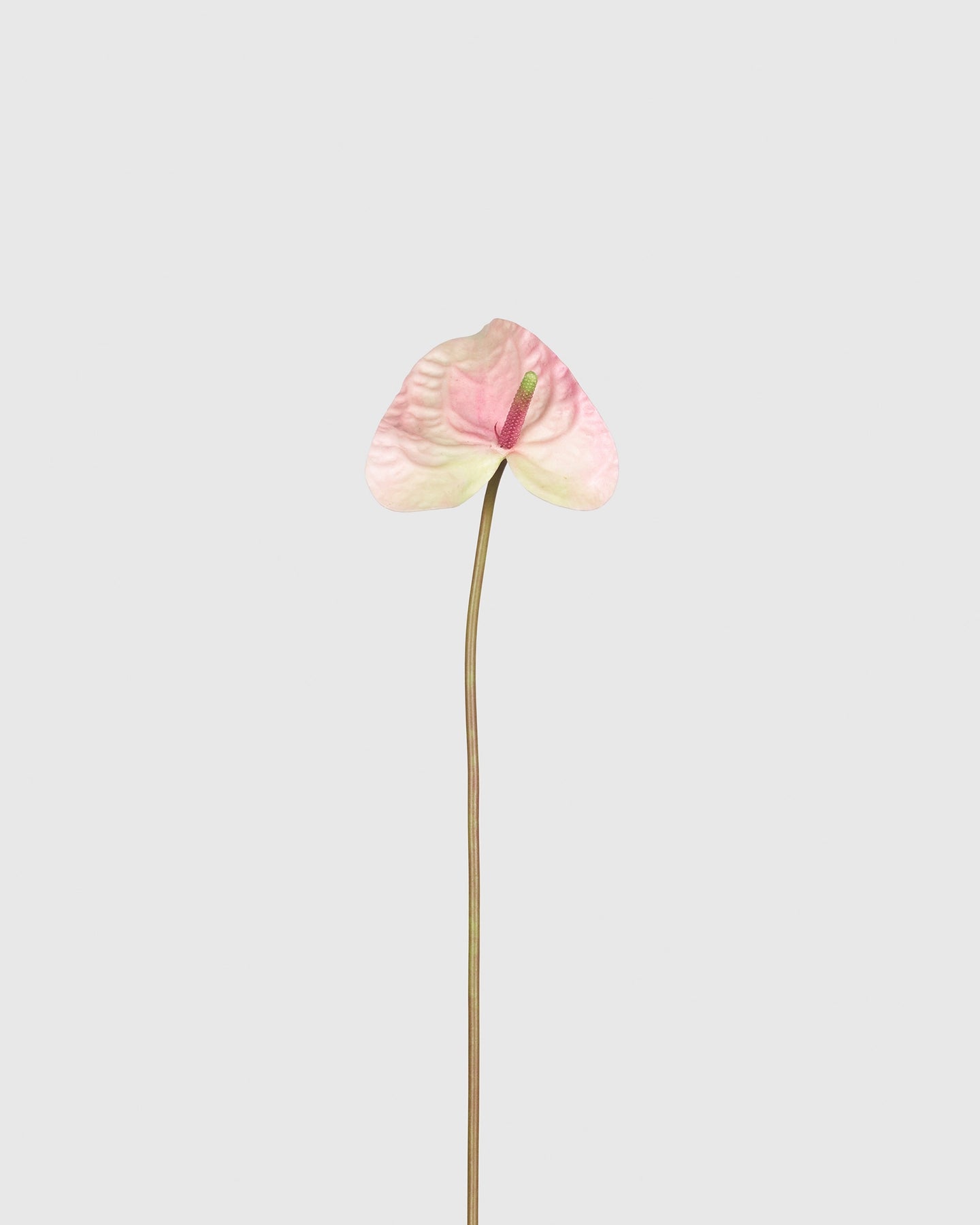 Anthurium - Pink