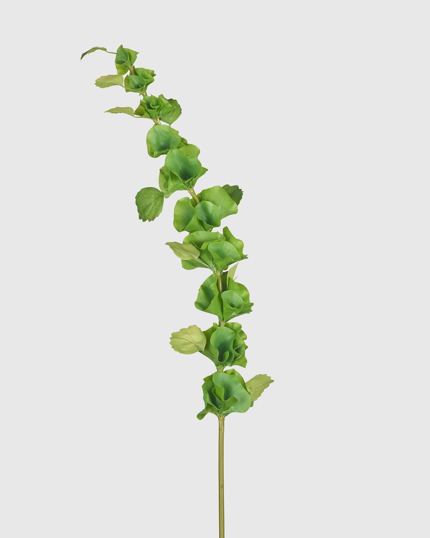 Shell Flower - Green