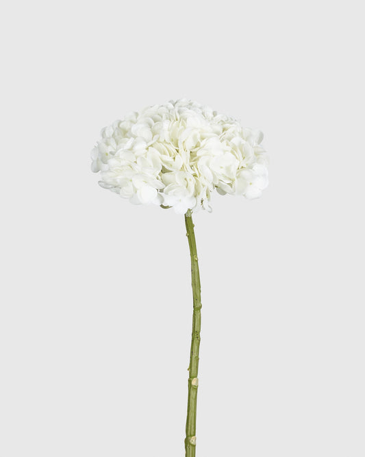 Hydrangea - White