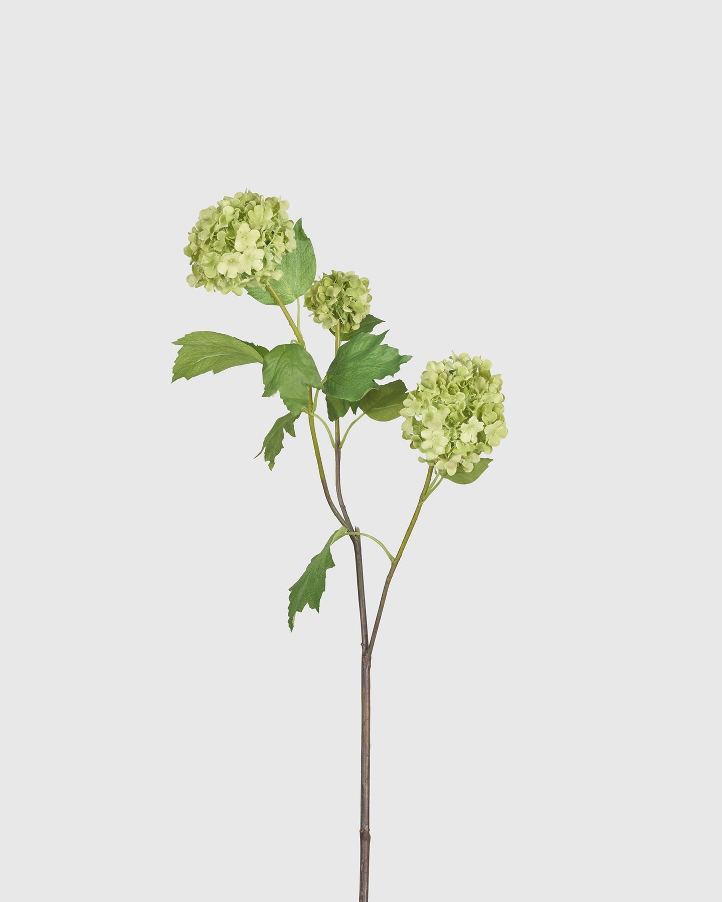 Hydrangea Branch - Green