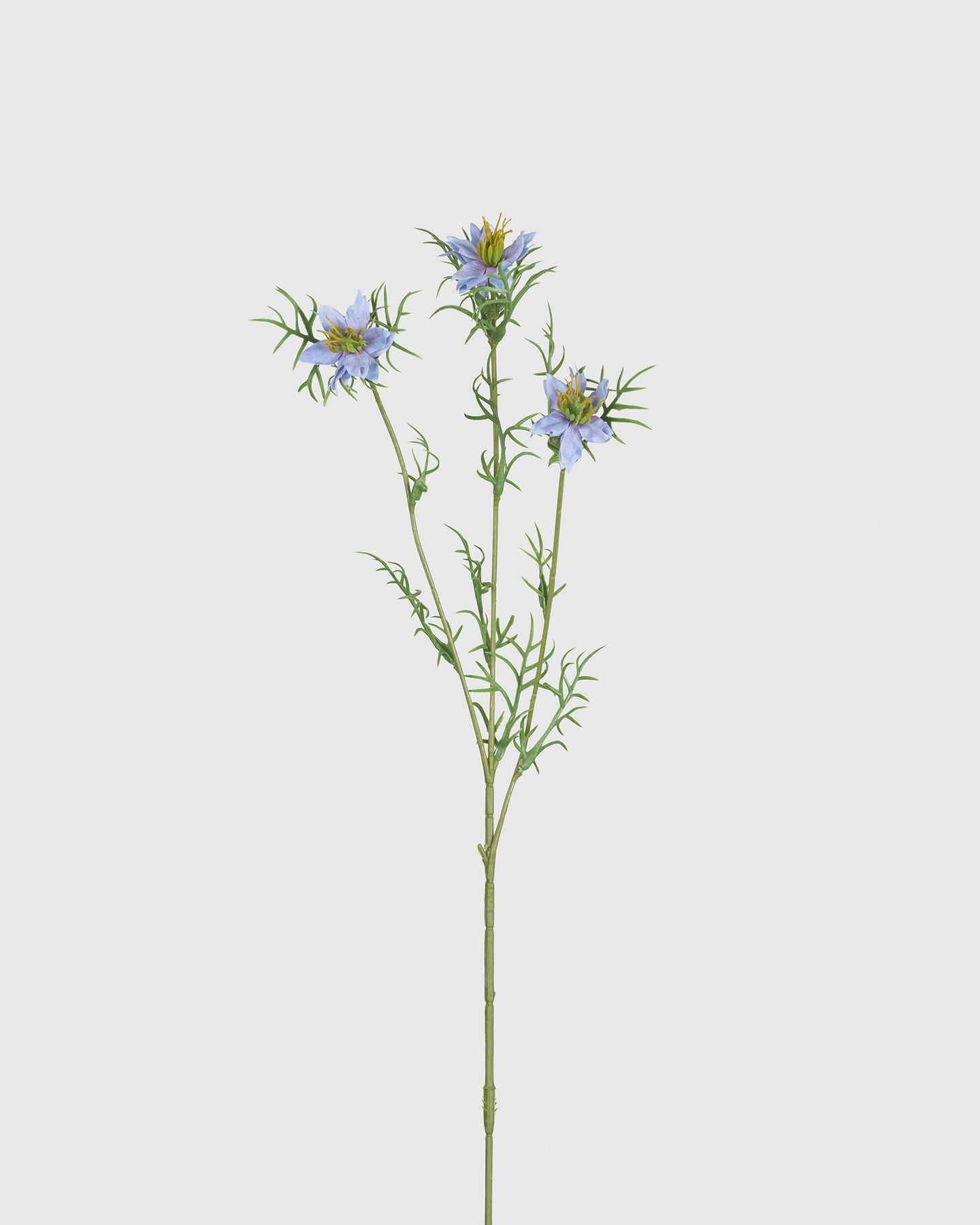 Black Seed Grass - Blue Purple