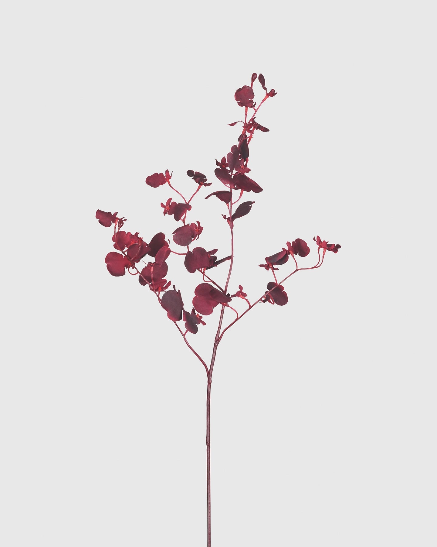 Dancing Orchid - Purple