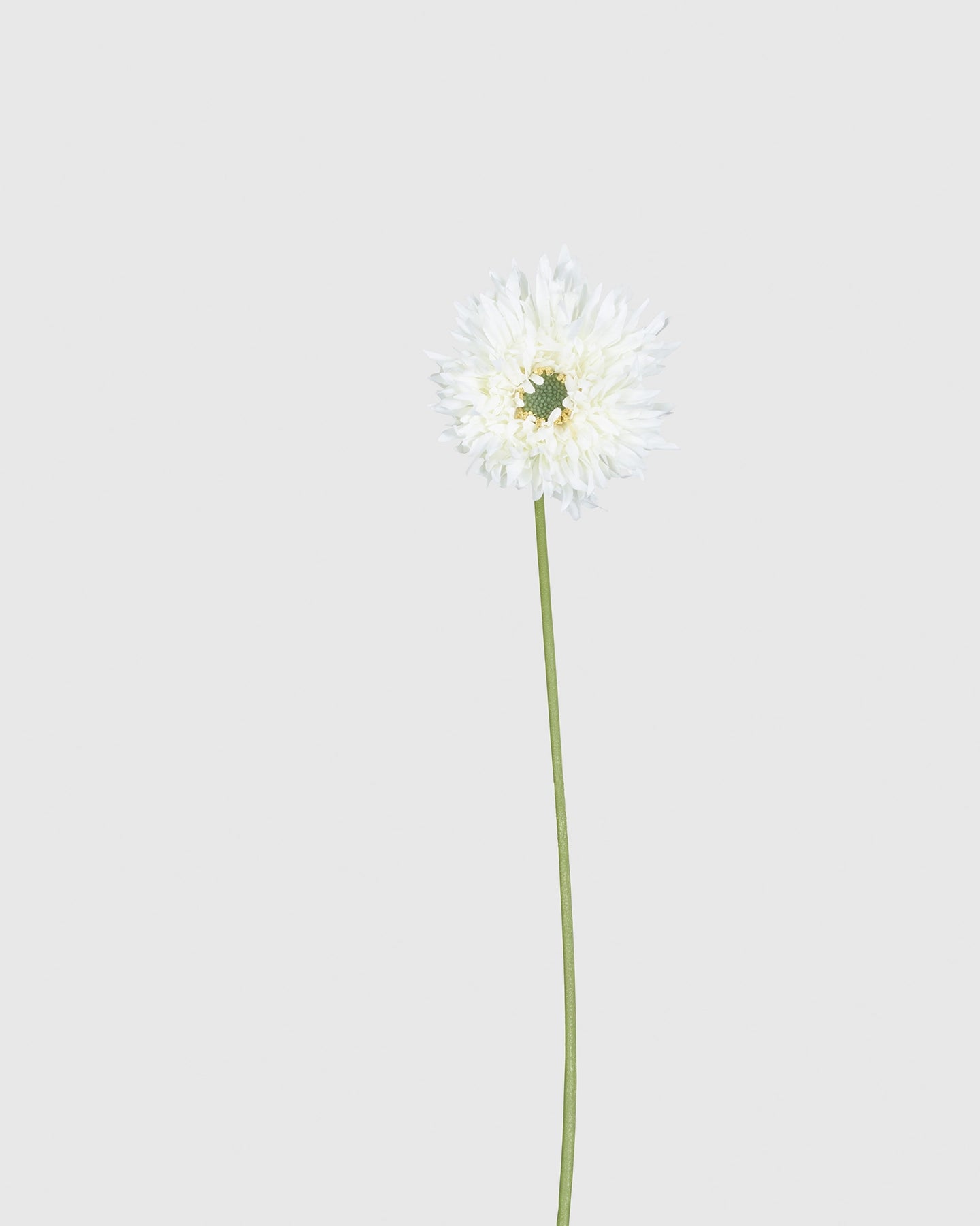 Gerbera - White