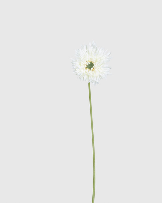 Gerbera - White