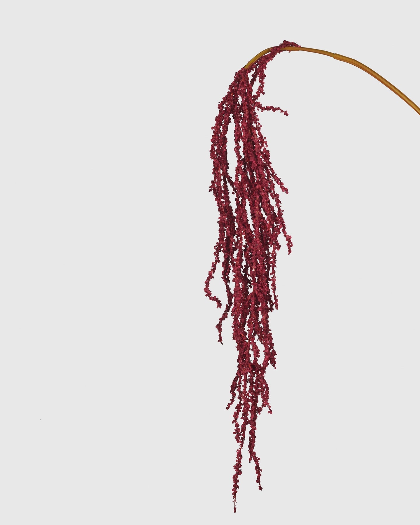 Amaranthus - Dark Purple