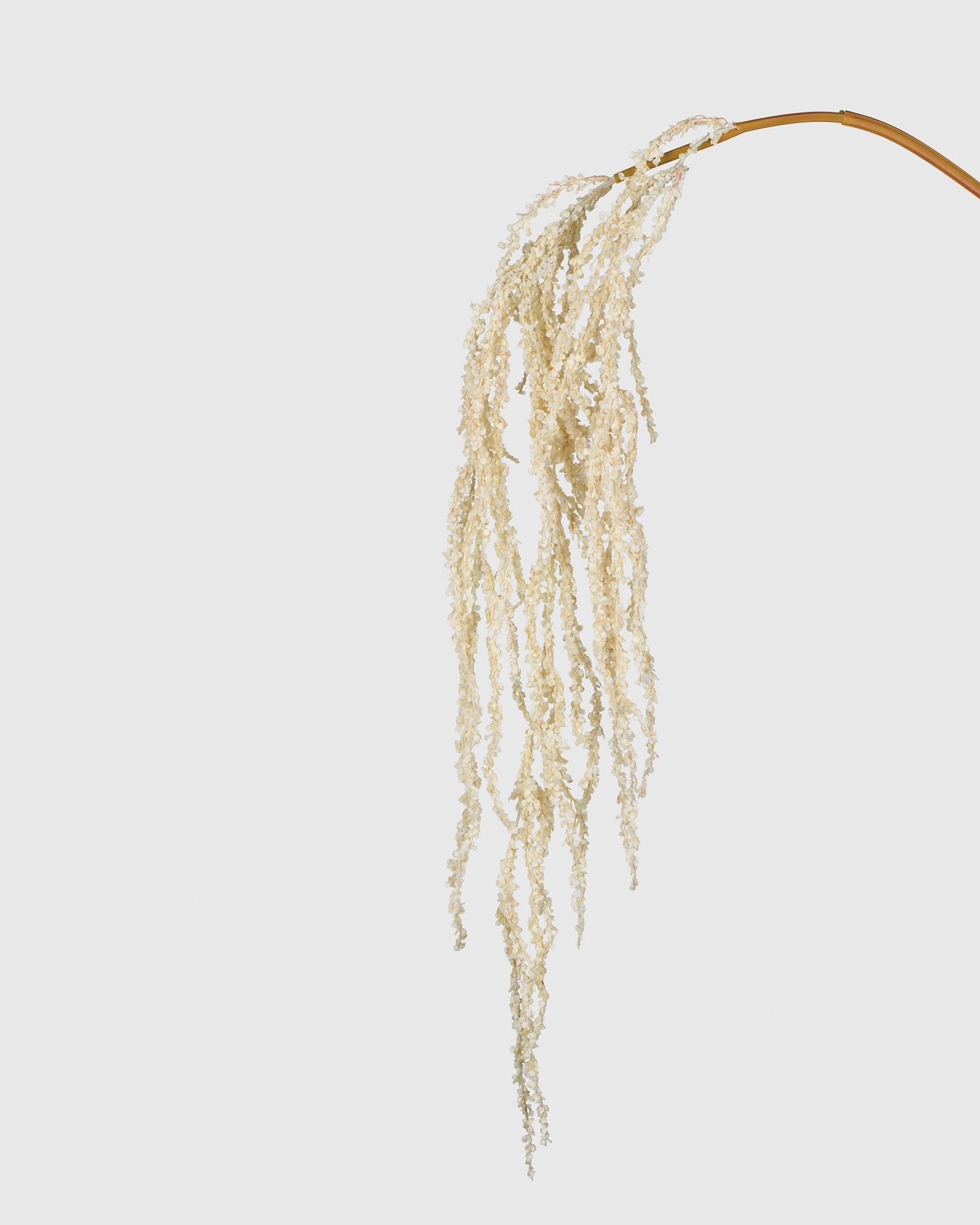 Amaranthus - Beige