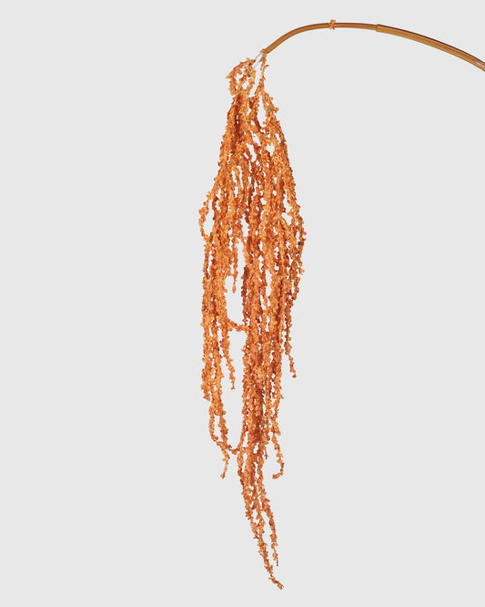 Amaranthus Bright - Orange