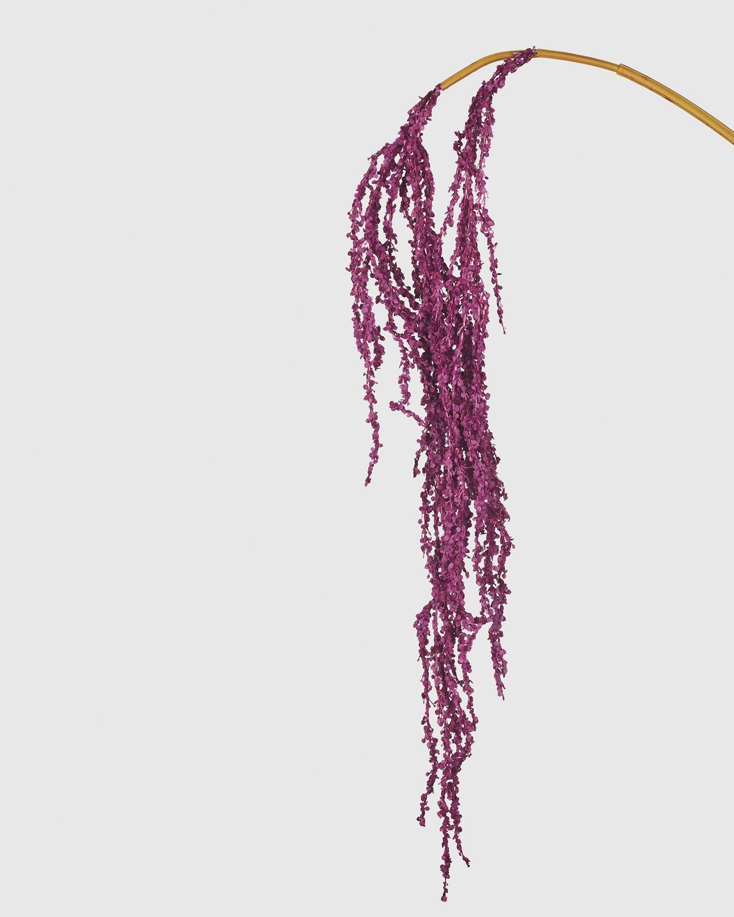 Amaranthus - Purple