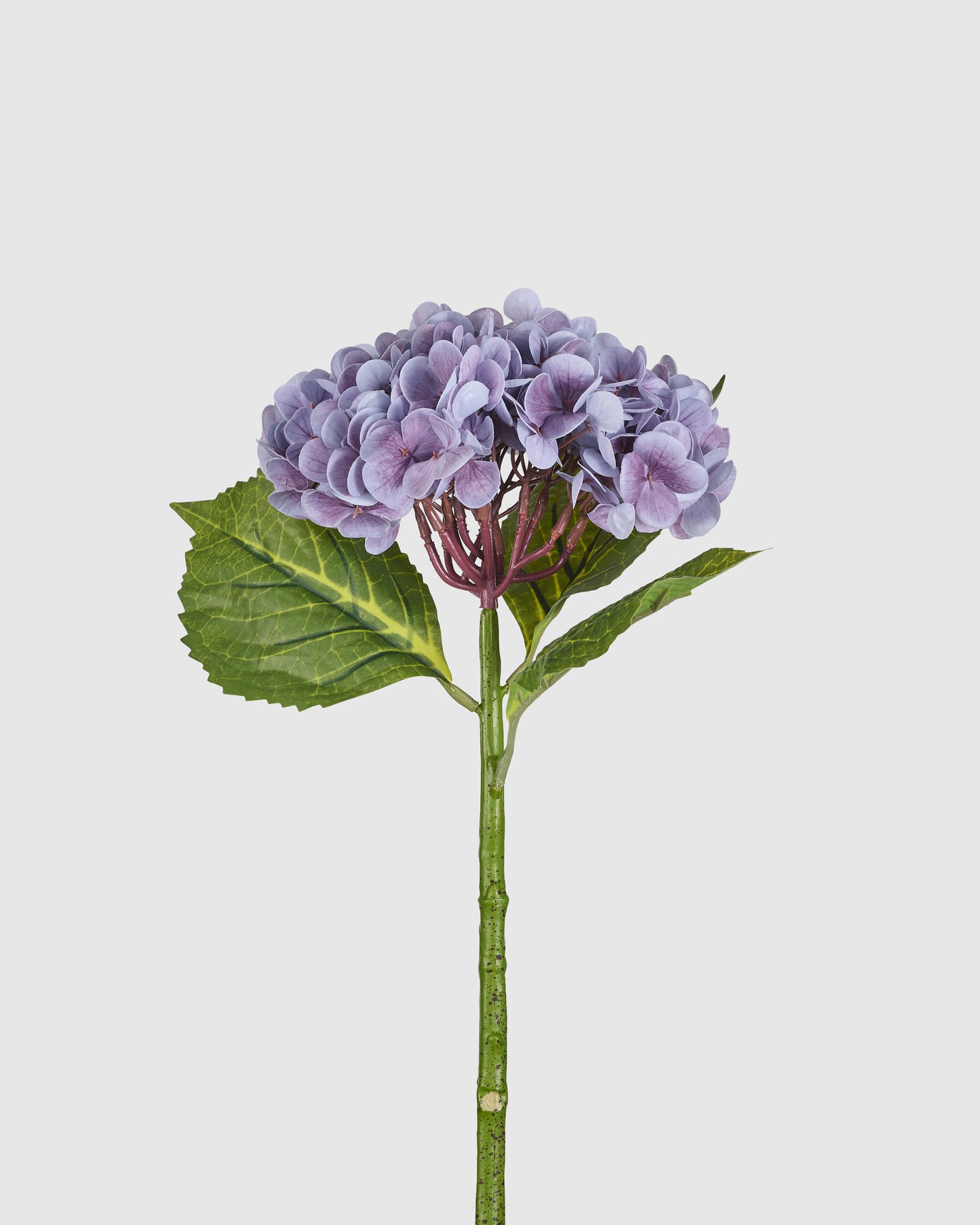 Hydrangea - Purple