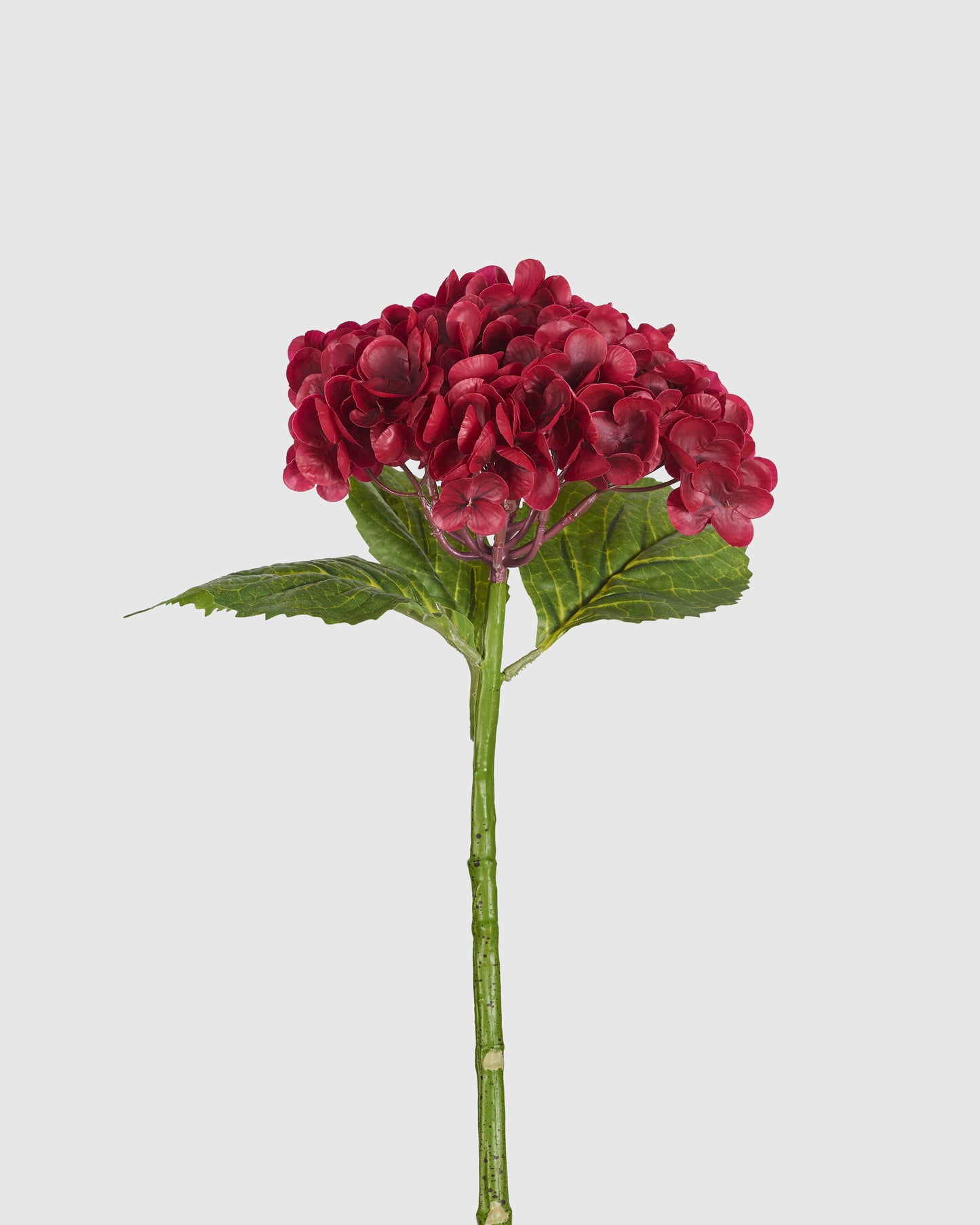 Hydrangea - Red