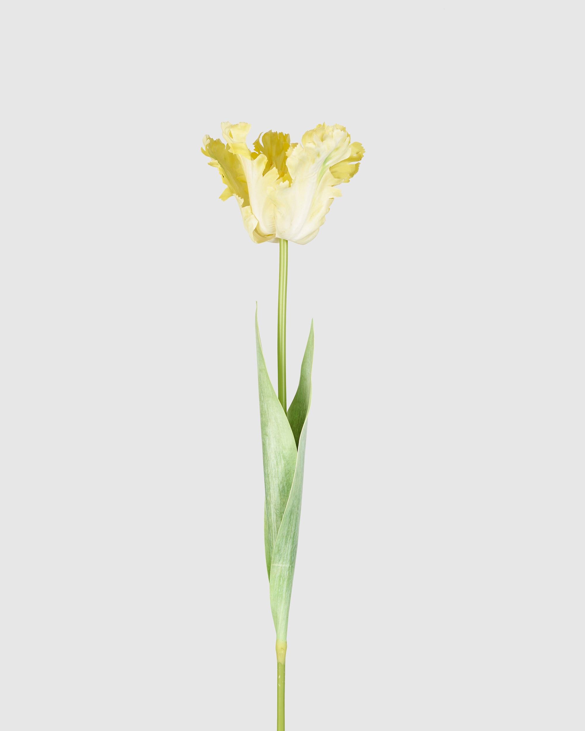 Couture Parrot Tulip - Yellow