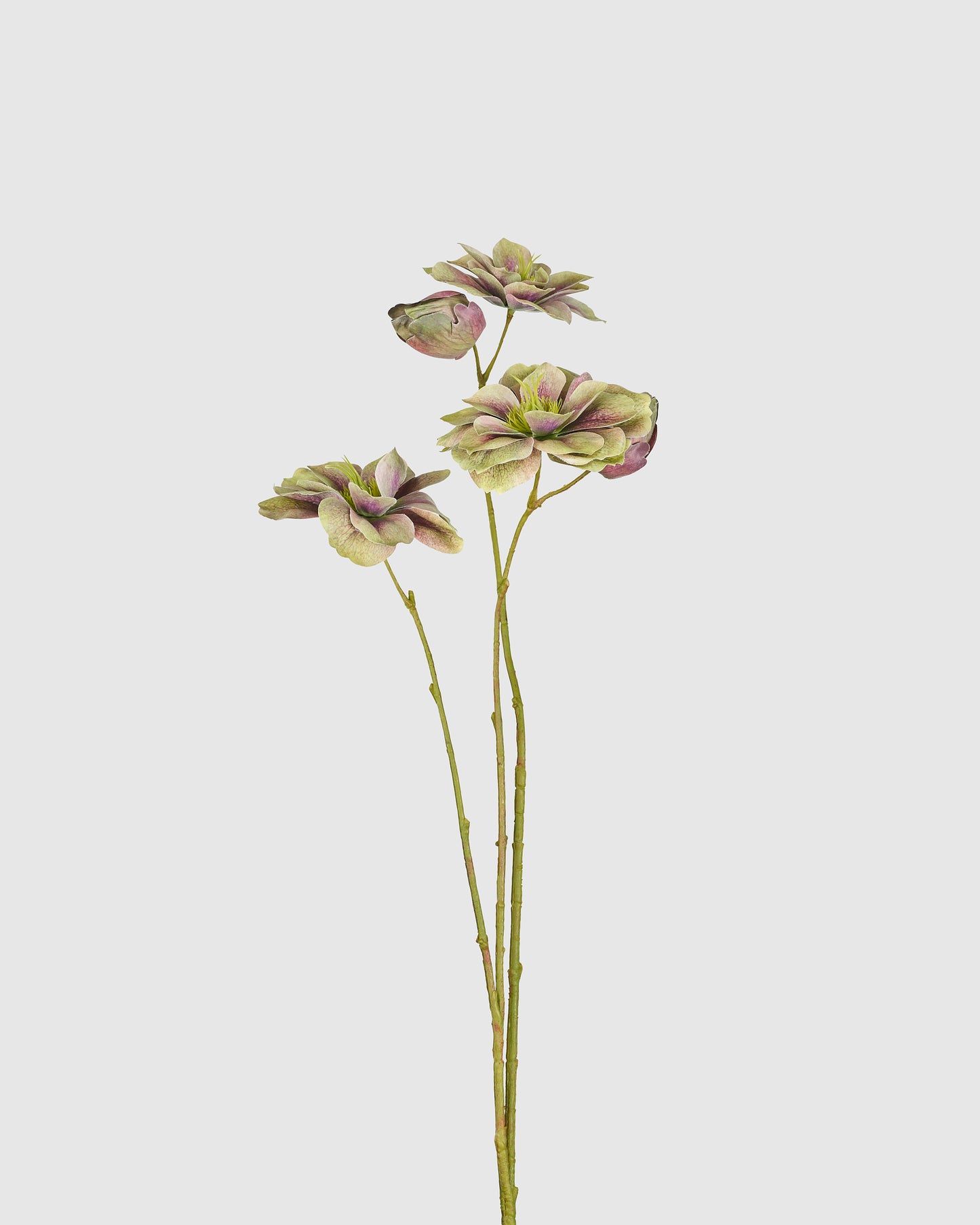 Helleborus - Green purple