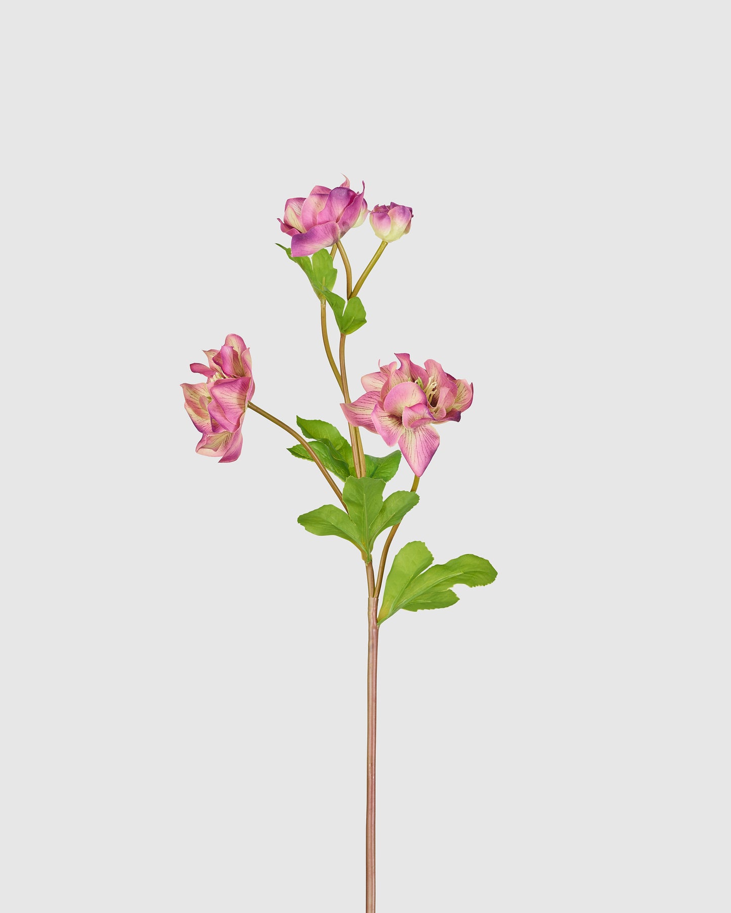 Helleborus - Dark pink