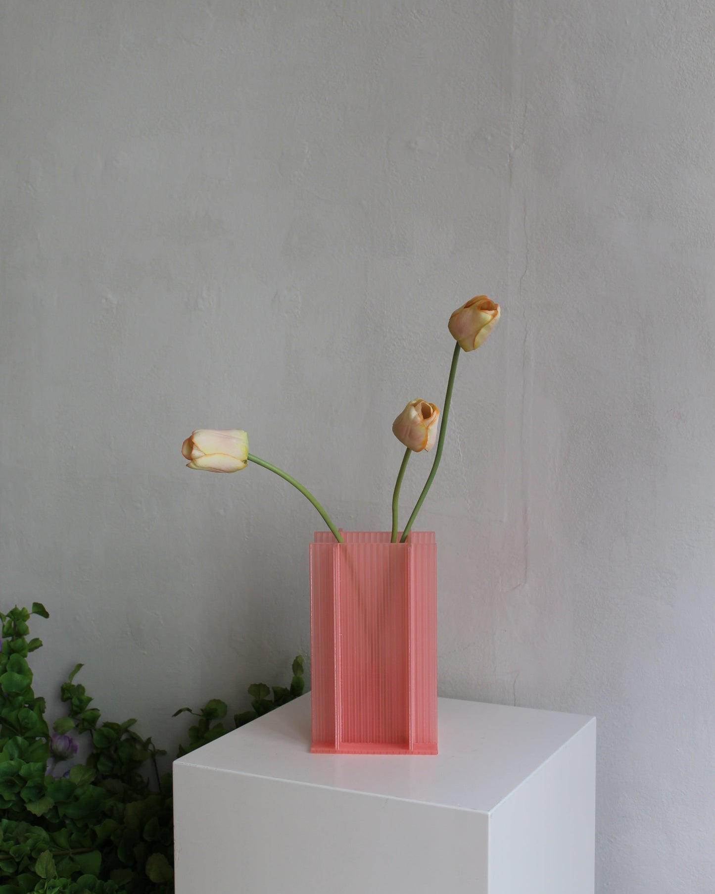 Tulip - Pink Yellow