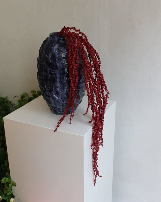 Amaranthus - Dark Purple