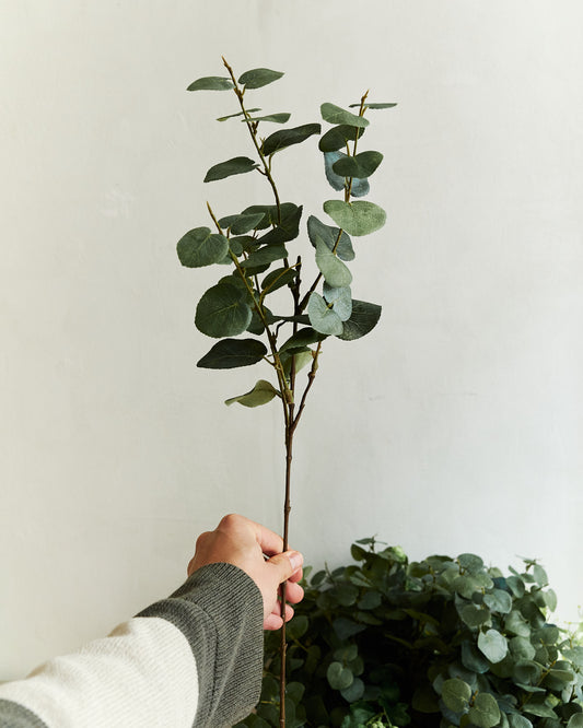 EUCALYPTUS - GREEN – held in hand
