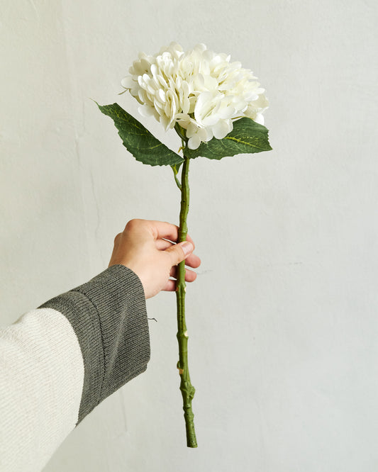 Hydrangea - White – held in hand