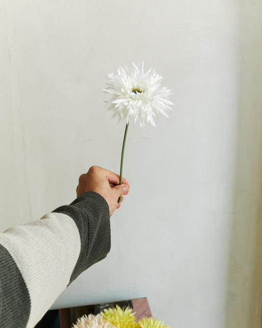 Gerbera - White – held in hand