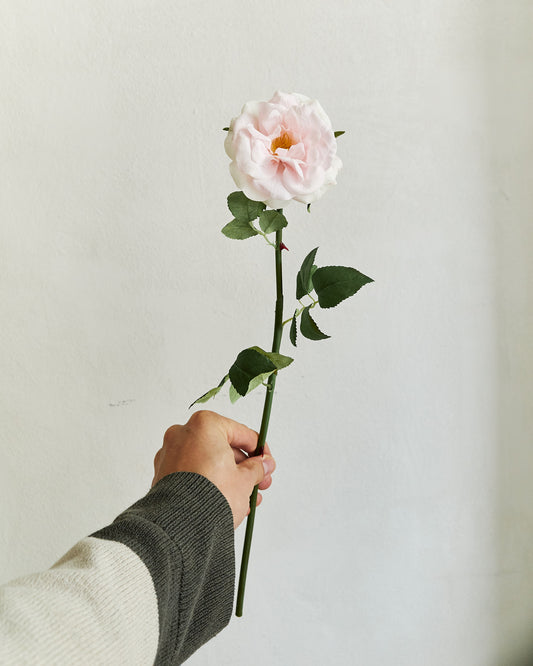 Tea Rose - Light Pink – held in hand