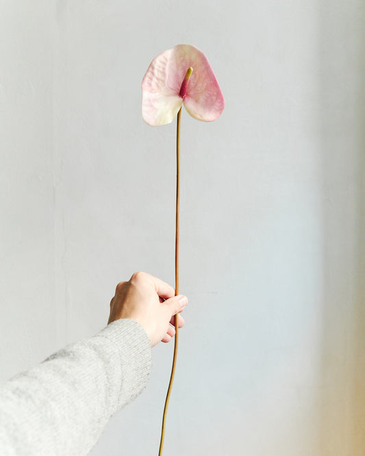 Anthurium - Pink – held in hand