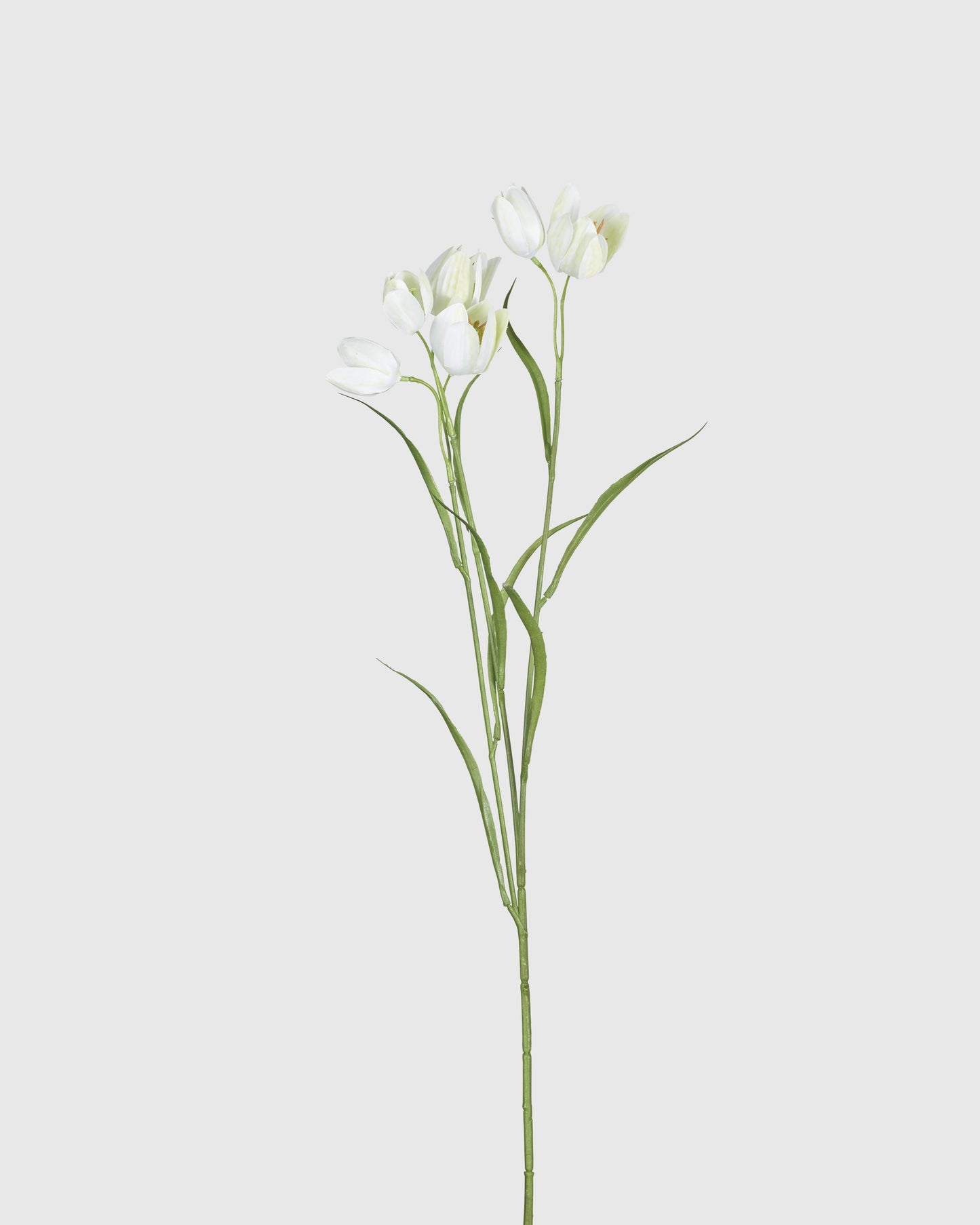 Fritillaria - Cream