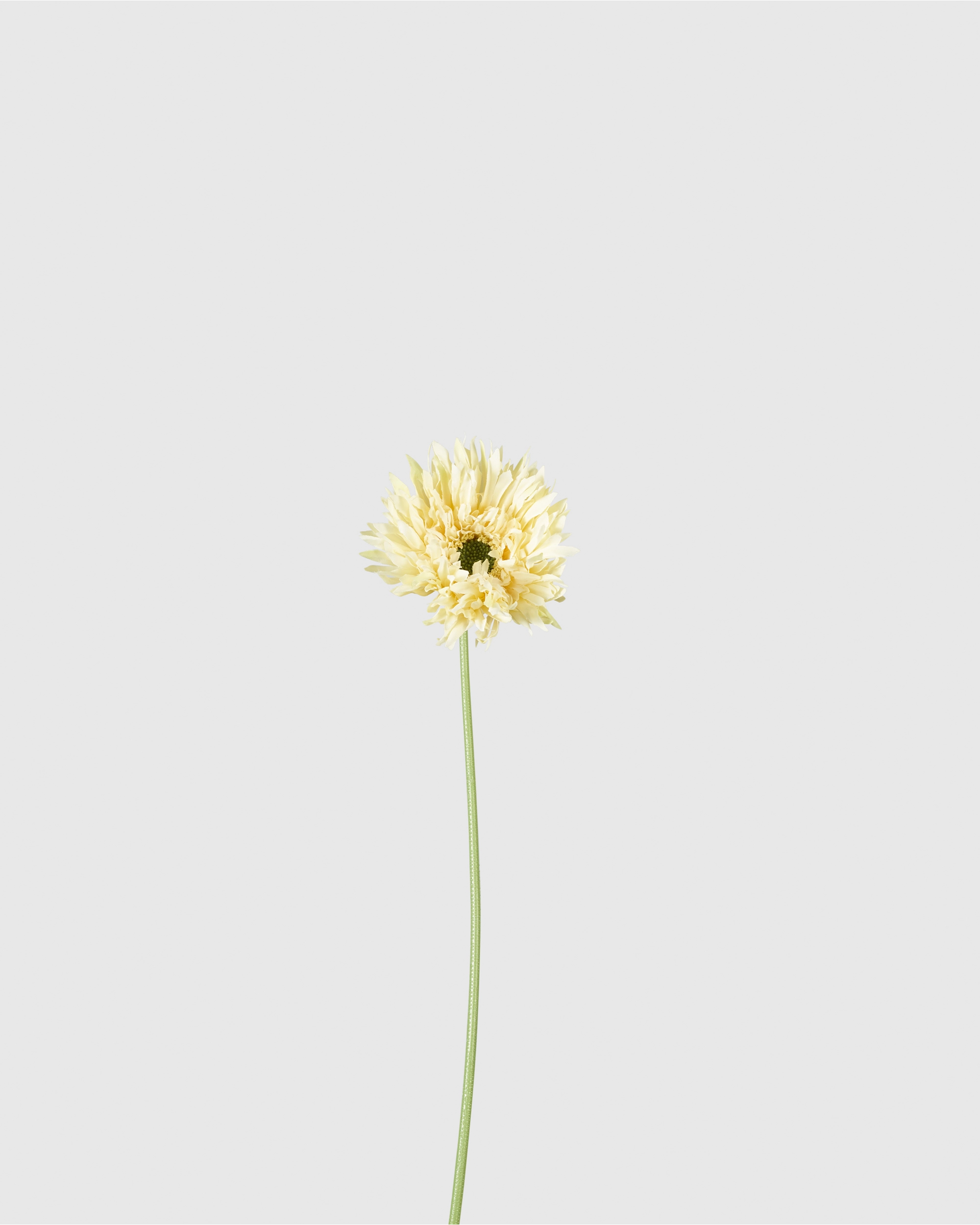 Gerbera - Light Yellow