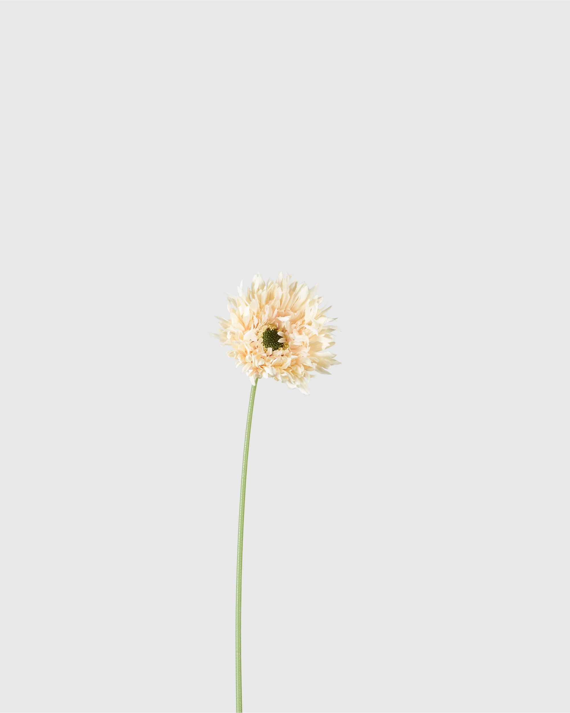 Gerbera - Cream Powder