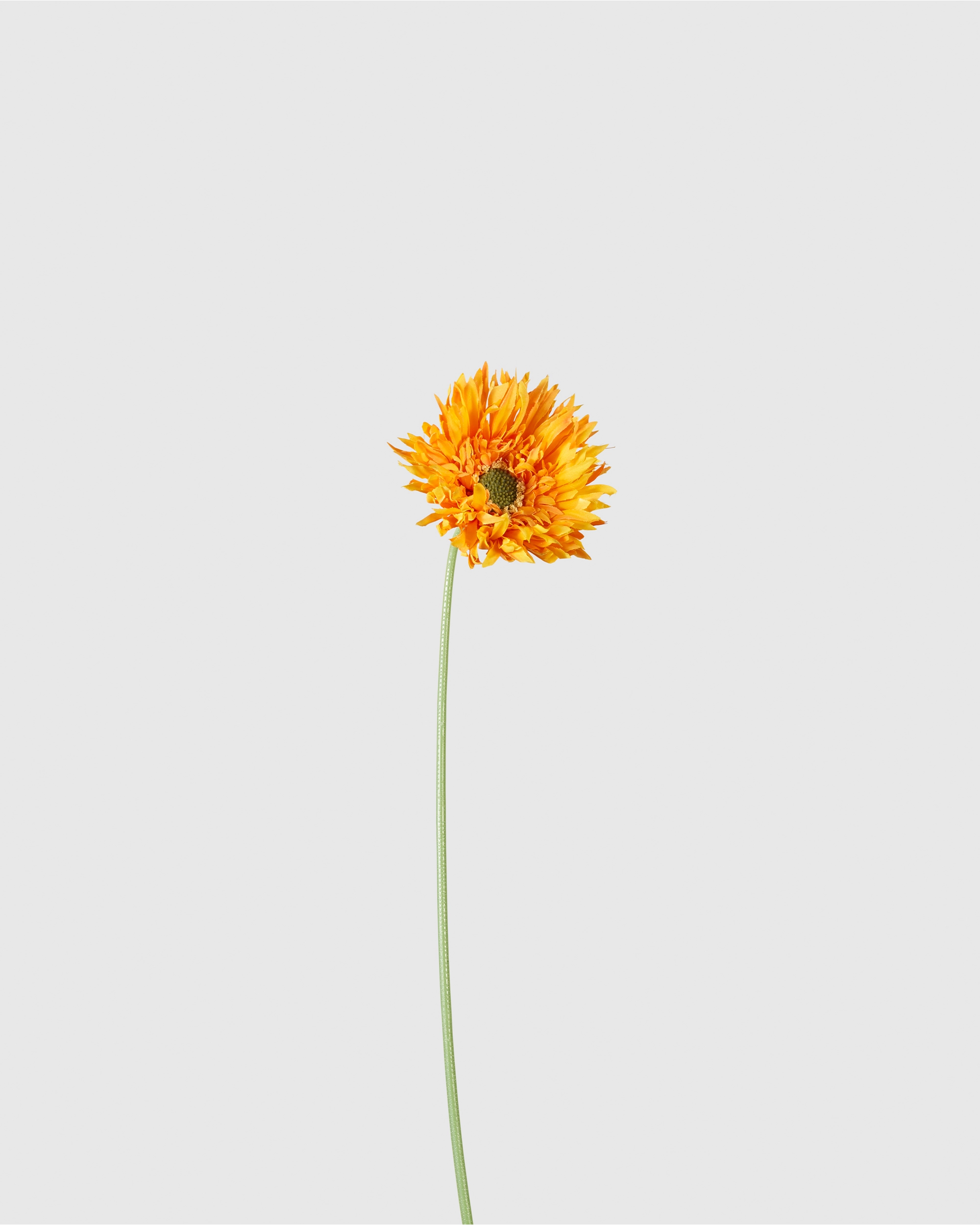 Gerbera - Orange