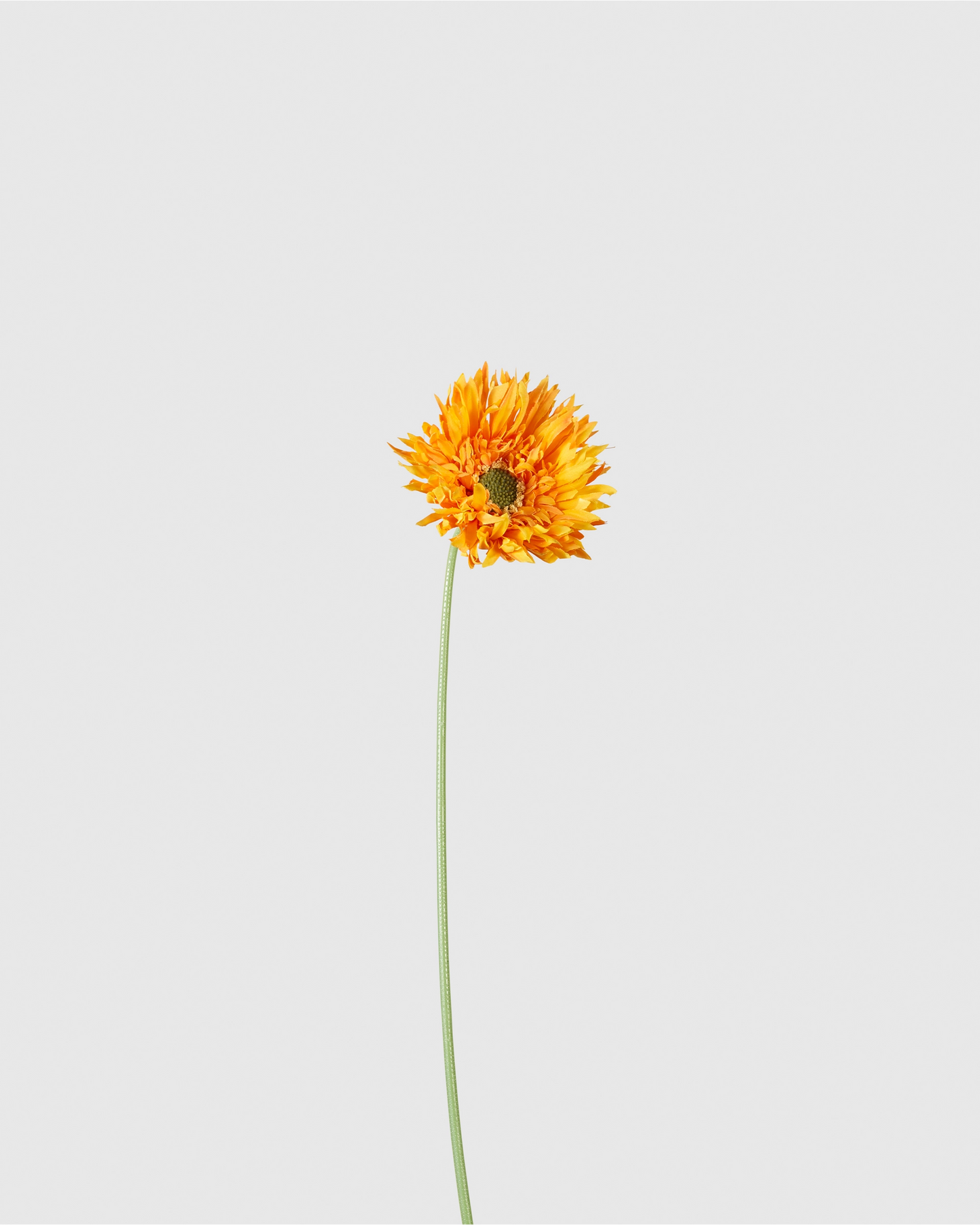 Gerbera - Orange