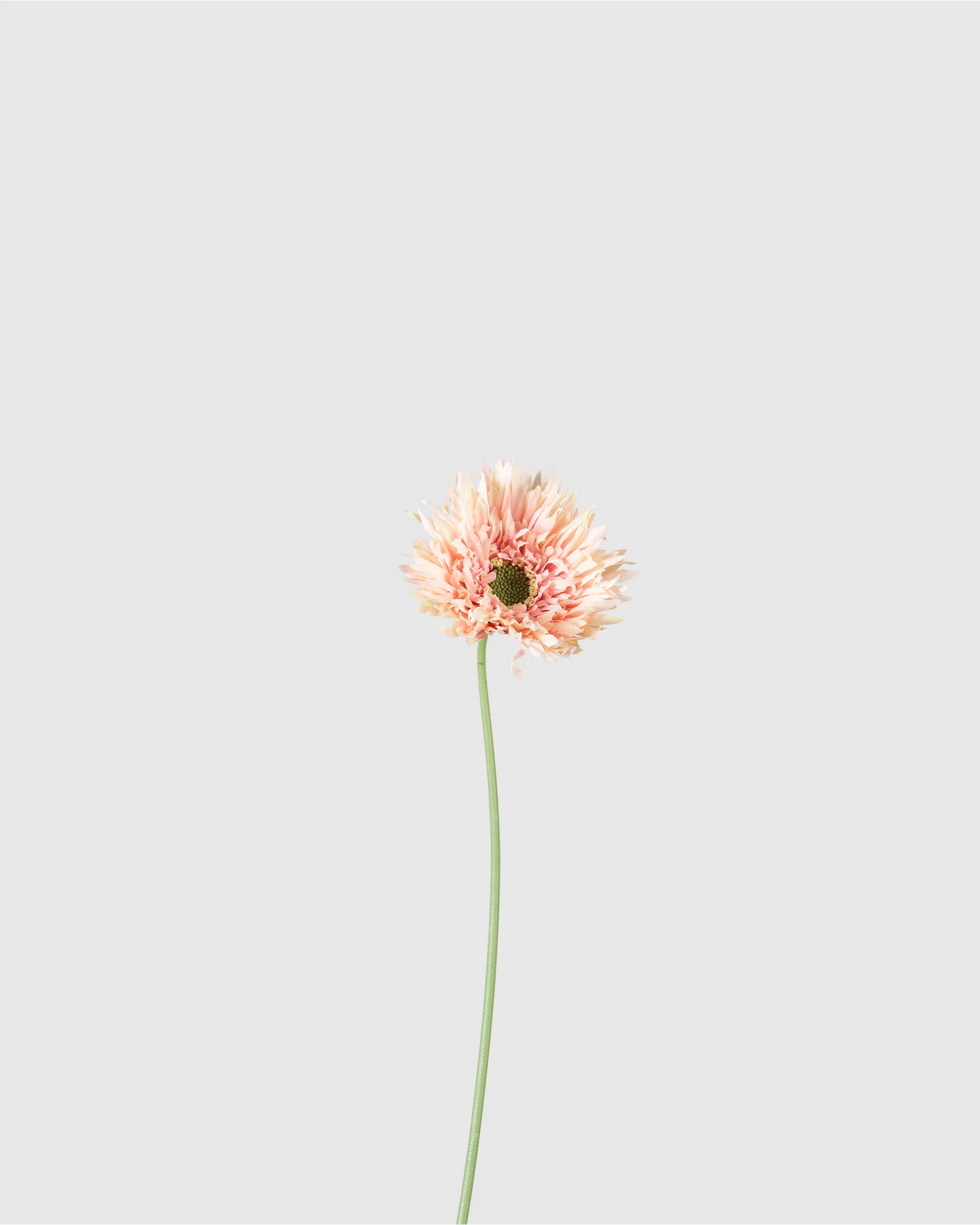 Gerbera - Pink