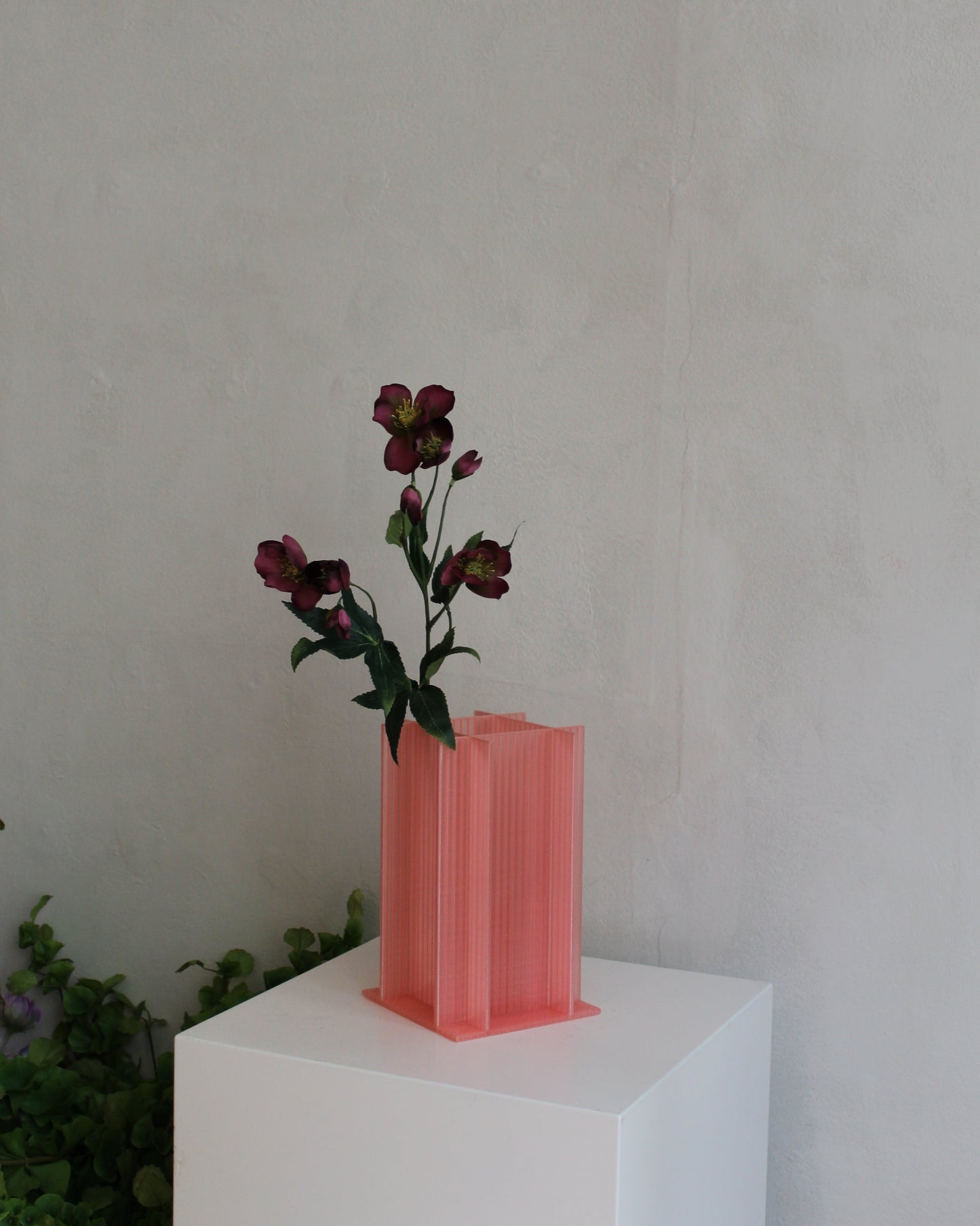 Helleborus - Bordeaux