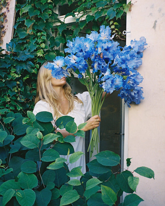 Alice Iris - Blue