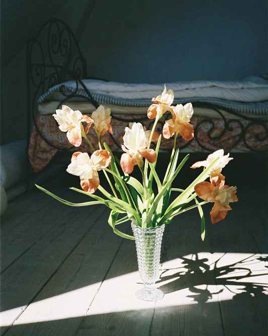 Louisiana Iris - Flame Orange
